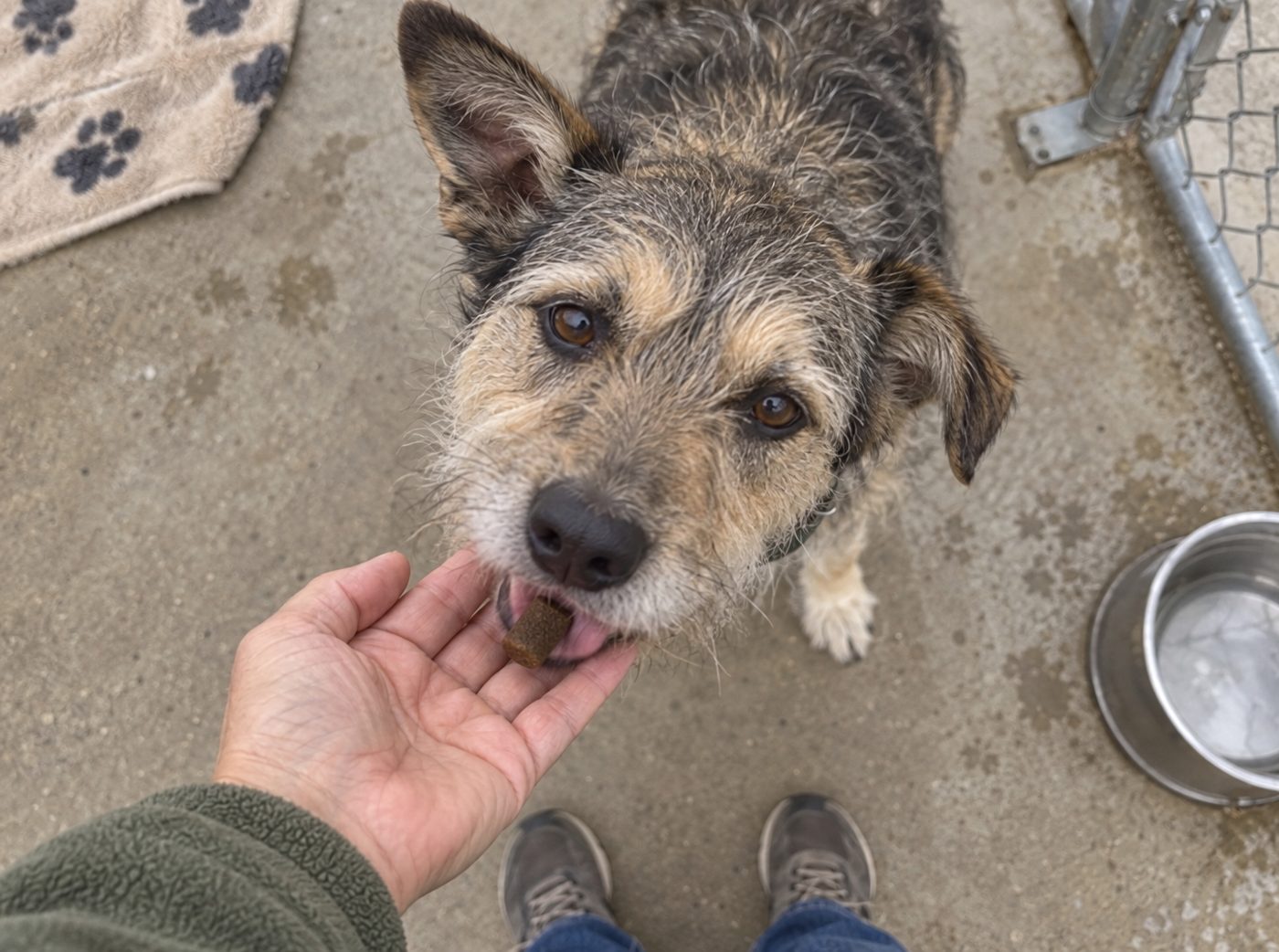 Biscuit getting his evening chew.